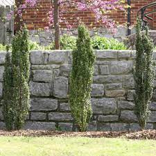 Columnar evergreen shrub accents with tightly stacked green foliage