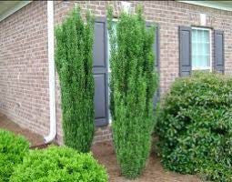 Two columnar evergreen shrubs planted beside a brick building