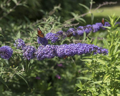 Butterfly bush flower cluster with purple blooms, green leaves, and a butterfly