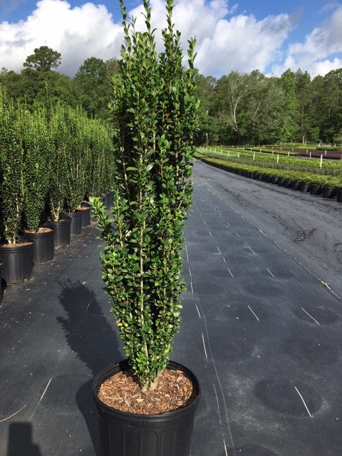 Potted columnar evergreen shrub with upright dense green leaves