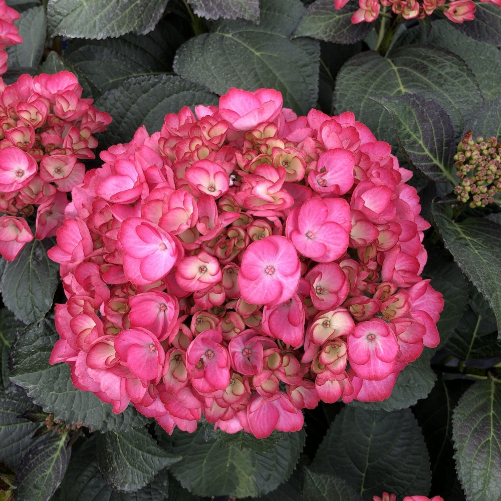 Pink hydrangea flower head with layered petals and dark green leaves
