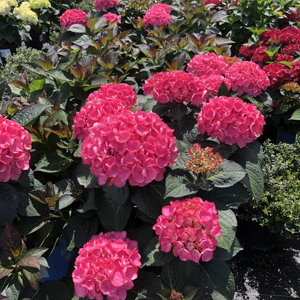 Pink reblooming hydrangea clusters with dark green leaves in a planter