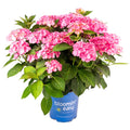 Pink hydrangea plant in a blue nursery pot with green leaves