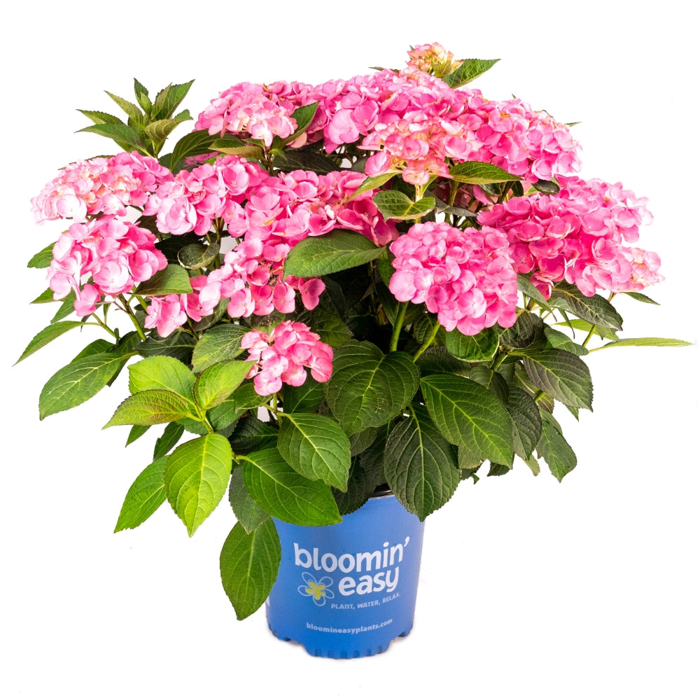 Pink hydrangea plant in a blue nursery pot with green leaves