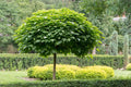 Catalpa Tree 'Super Seedling'  |Cigar Tree