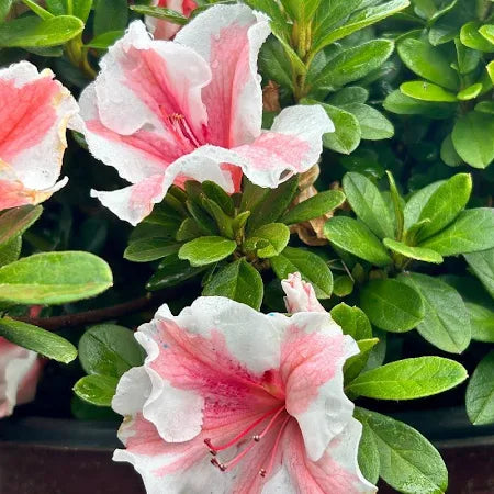 Azalea blossoms with white petals and pink edges among glossy green leaves