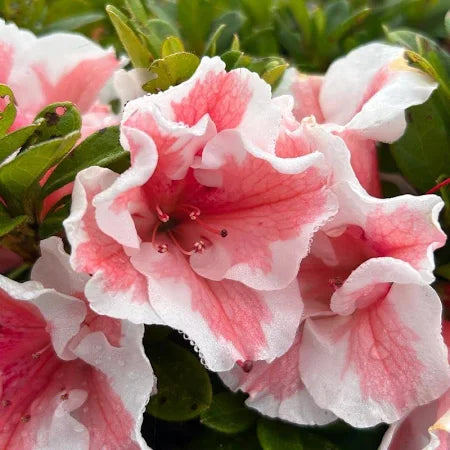Close-up azalea flower with pink blotches on white petals and green buds nearby