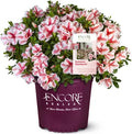 Potted azalea shrub with pink-and-white double blooms and dark purple container