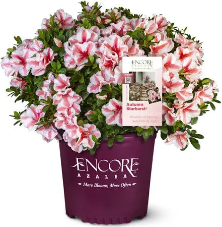 Potted azalea shrub with pink-and-white double blooms and dark purple container