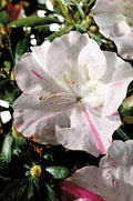 Azalea bloom with white petals and pink streaks