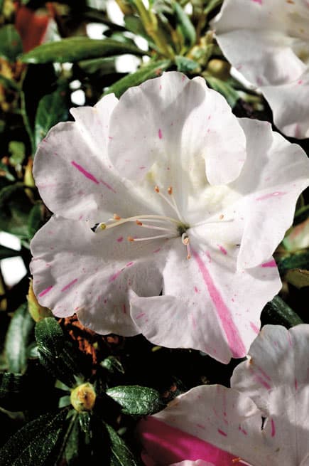 Azalea bloom with white petals and pink streaks