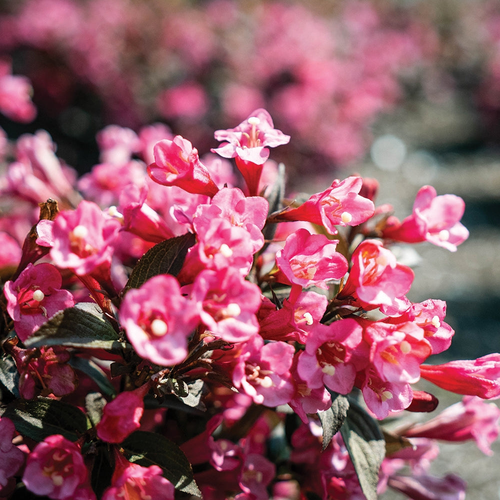Weigela shrub with bright pink trumpet flowers and dark green leaves