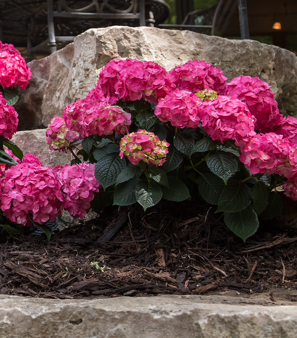 Endless Summer® Summer Crush® | Reblooming Compact Hydrangea
