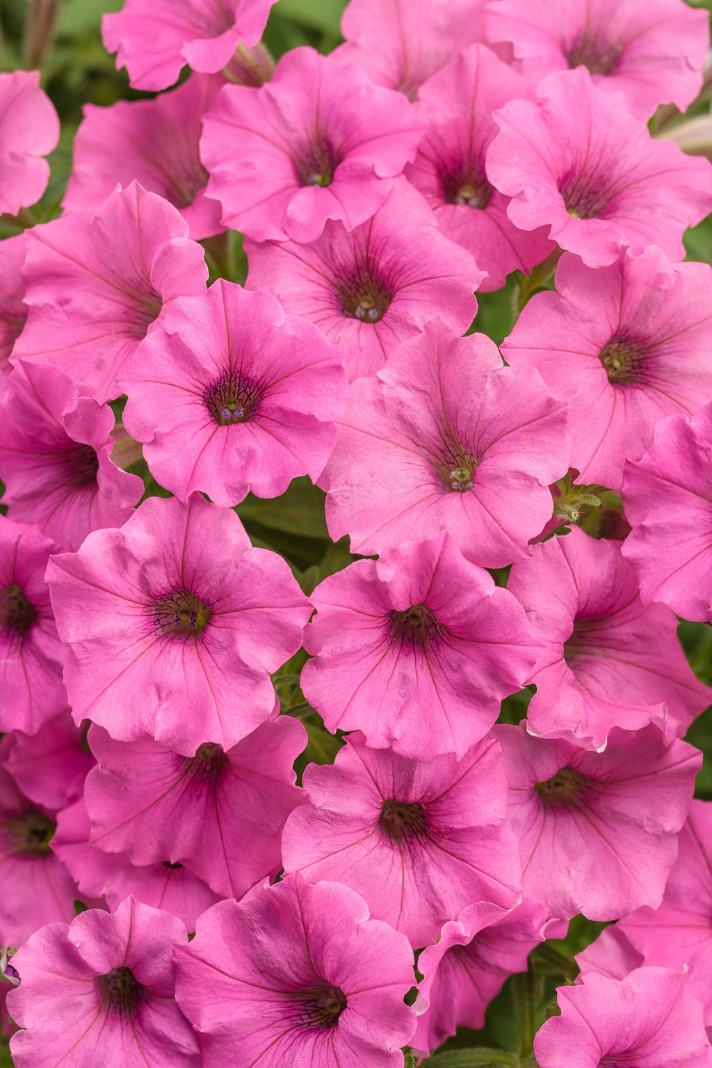 Hot pink petunia flowers with dark centers and clustered foliage