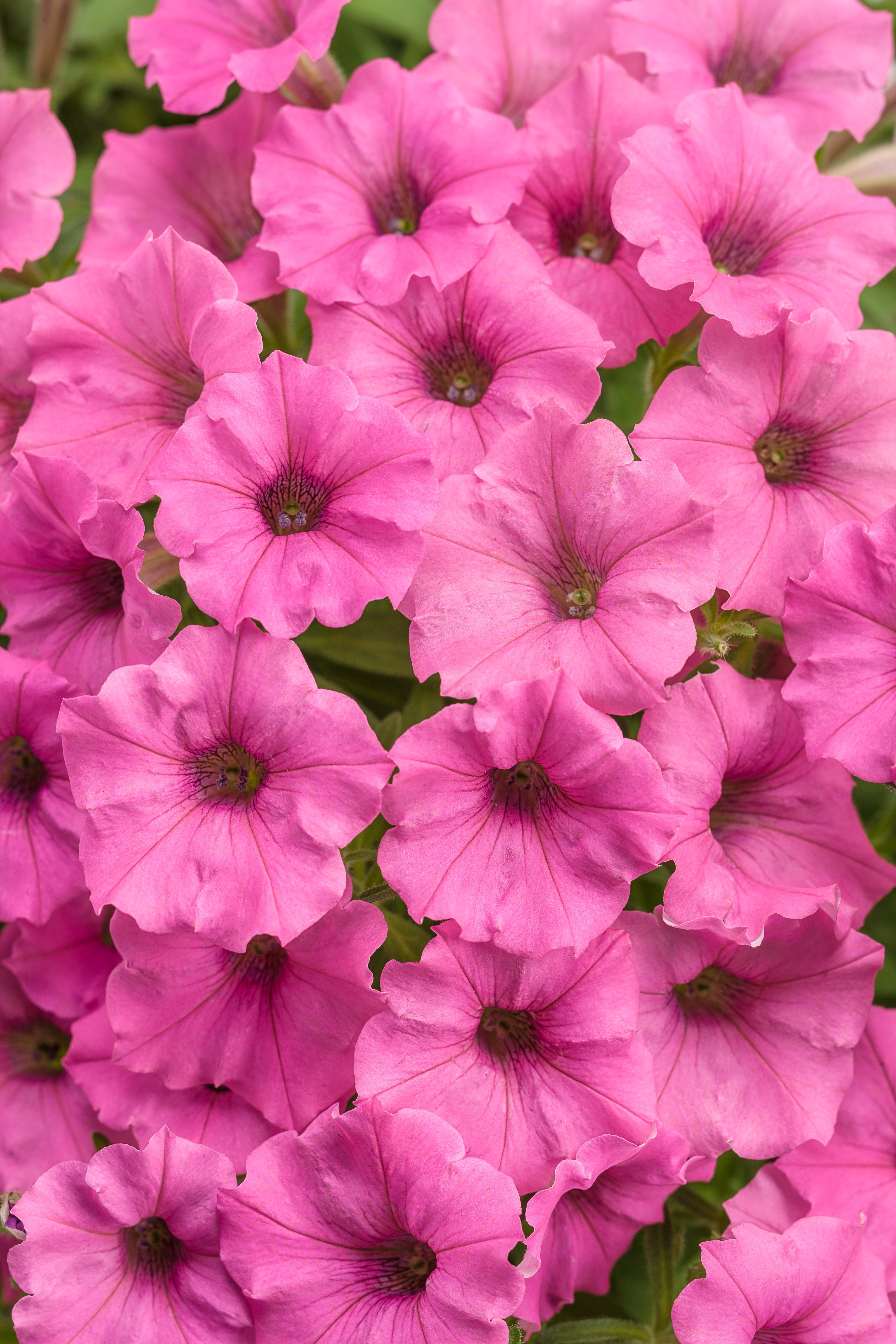 Hot pink petunia flowers with dark centers and clustered foliage