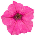 Hot pink petunia blossom with darker center and overlapping petals