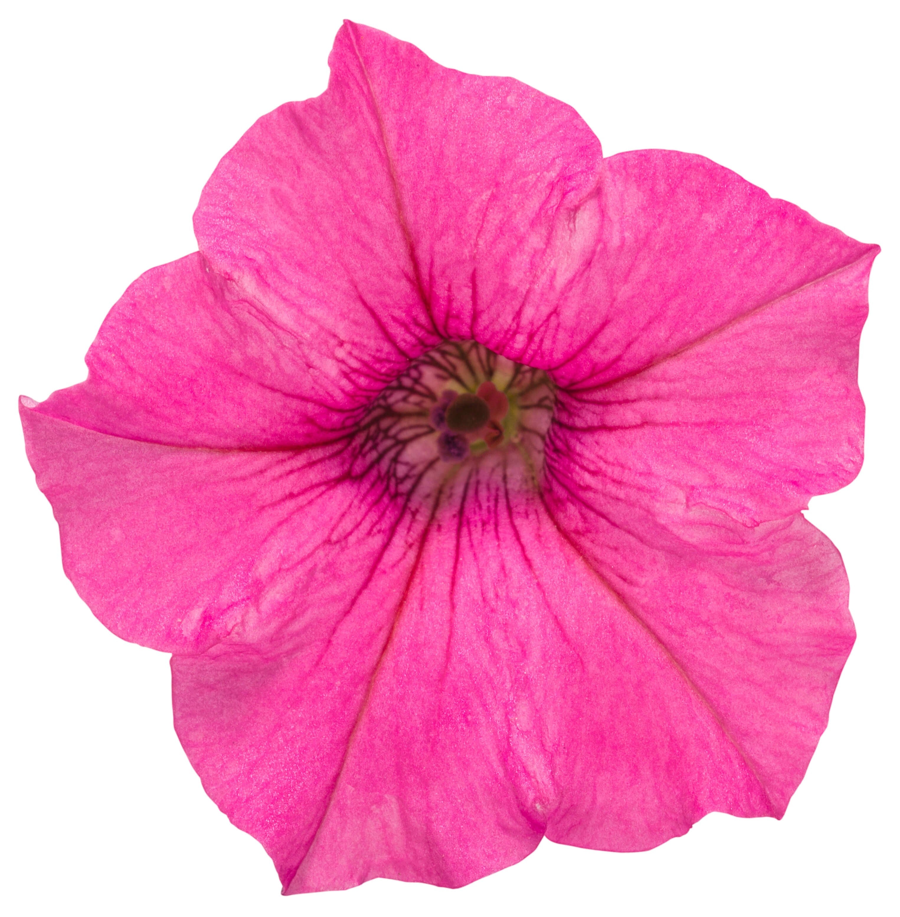 Hot pink petunia blossom with darker center and overlapping petals