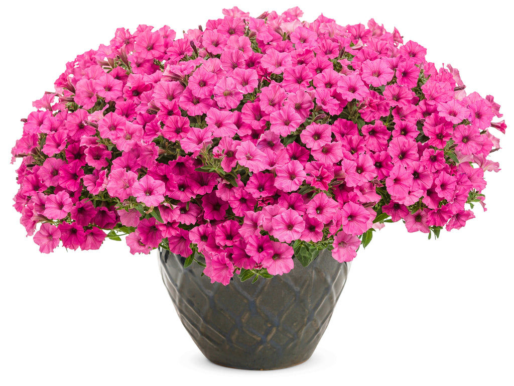 Pink petunia plant in dark pot with dense clusters of small flowers