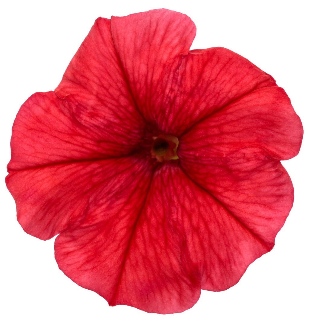 Scarlet petunia flower with dark veining and red center on open petals