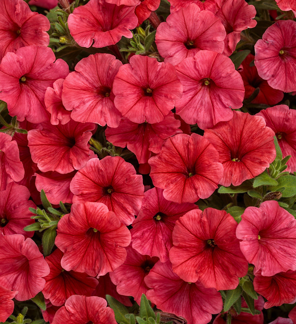 Red petunia blossoms cluster with green foliage and dark red centers