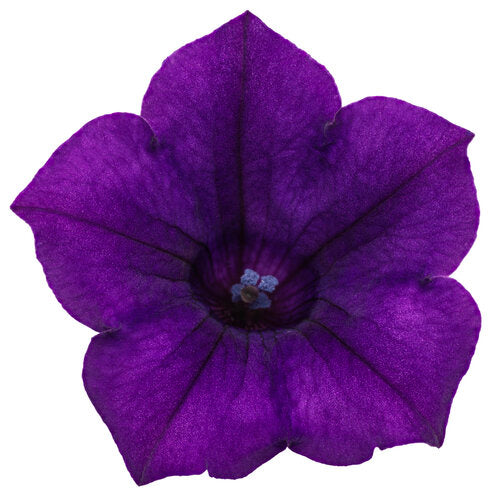 Ultramarine velvet petunia flower with five purple petals and dark center