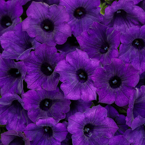 Cluster of purple velvet petunia blooms with dark centers