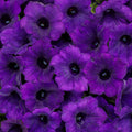 Cluster of purple velvet petunia blooms with dark centers