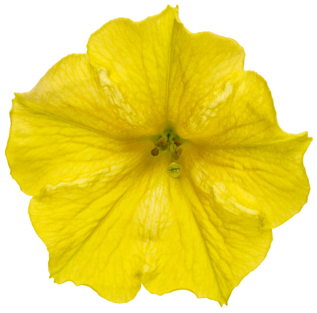 Yellow petunia bloom with ruffled petals and a green throat