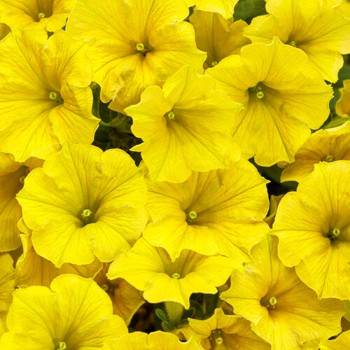 Yellow petunia blossoms with ruffled petals and green centers