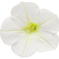 White petunia bloom with pale green center and five petals
