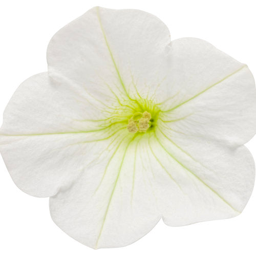 White petunia bloom with pale green center and five petals