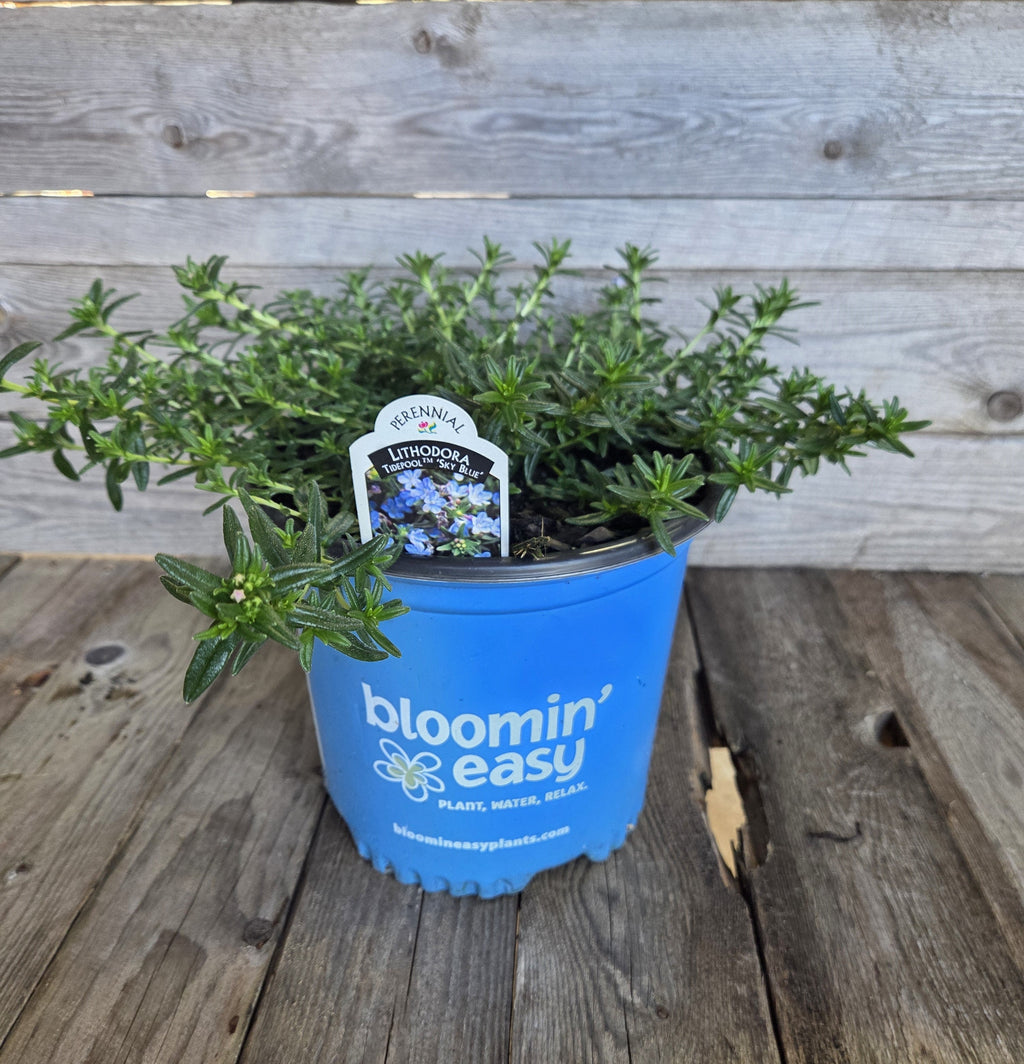 Sky Blue lithodora premium quart plant in a blue Bloomin' Easy pot on a wooden deck