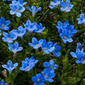 Sky Blue lithodora premium quart plant with clusters of blue star-shaped flowers