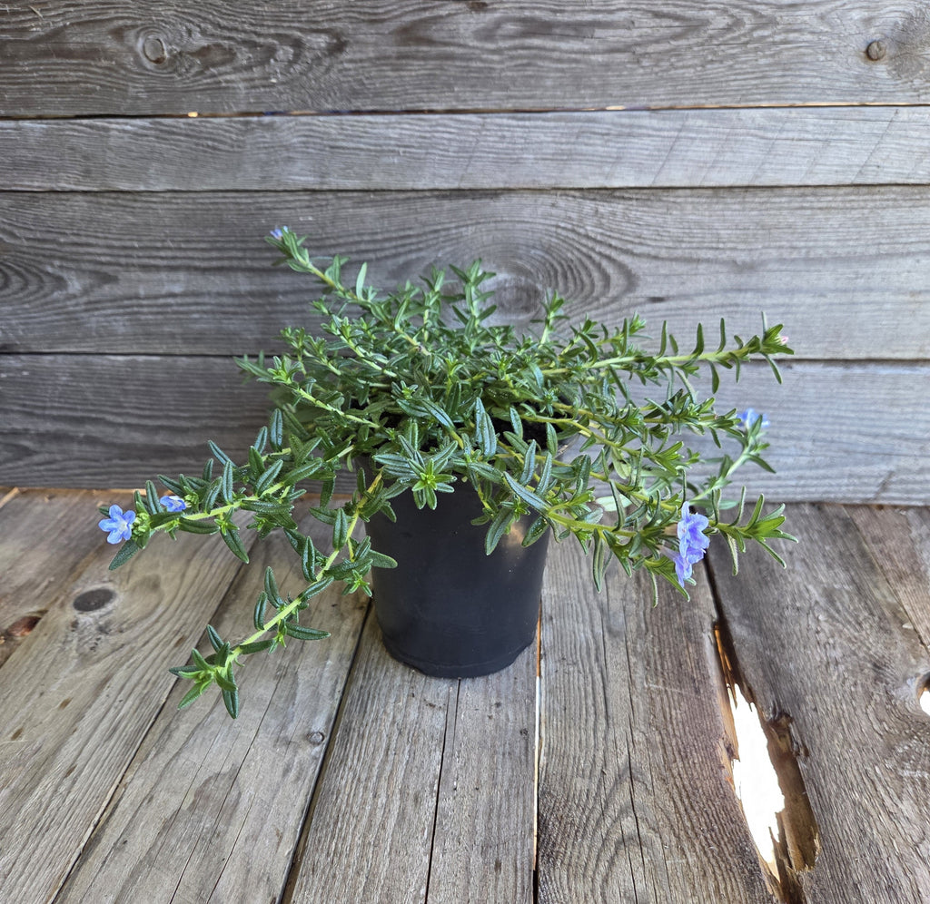 Sky Blue lithodora premium quart plant with blue blooms spilling from a black pot
