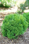 Green Tater Tot® thuja shrub with dense, rounded evergreen foliage