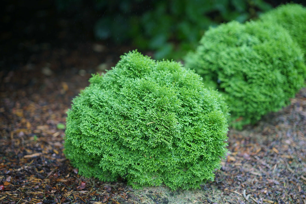 Rounded green thuja shrub with dense, textured evergreen foliage