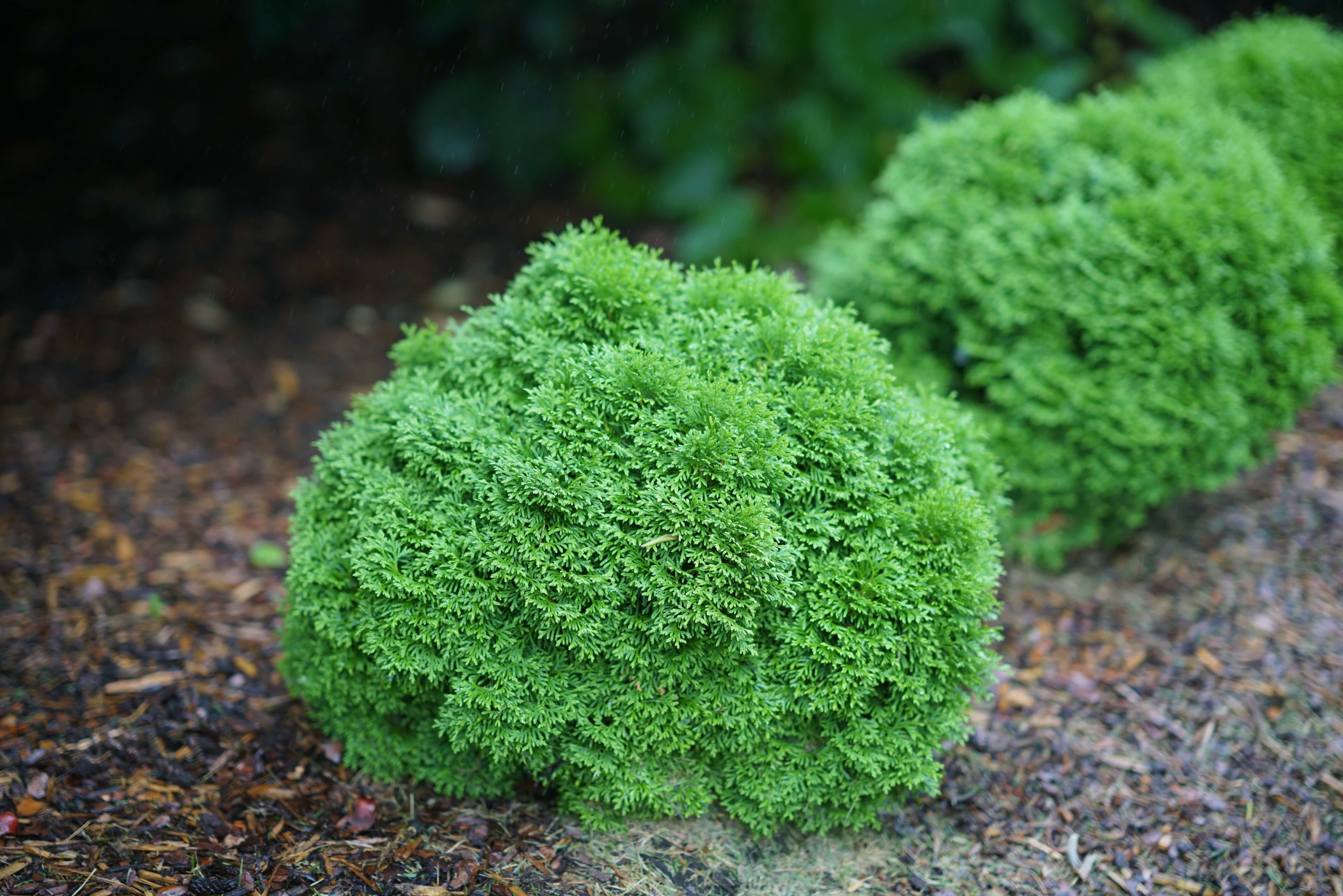 Rounded green thuja shrub with dense, textured evergreen foliage
