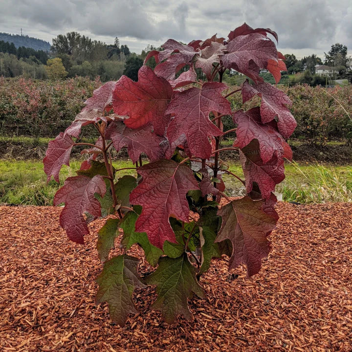 Oakleaf hydrangea plant with deep red leaves in outdoor garden soil