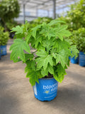 Oakleaf hydrangea plant in a blue grow pot with green leaves