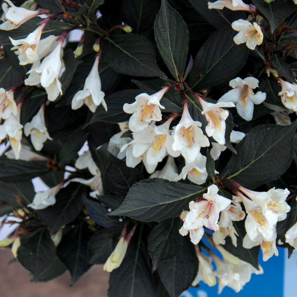 Weigela bloom cluster with creamy white flowers and dark green leaves
