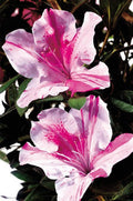 Autumn Twist® Encore Azalea
