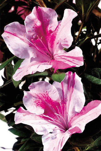 Pink and white azalea flowers with star-shaped petals and green leaves