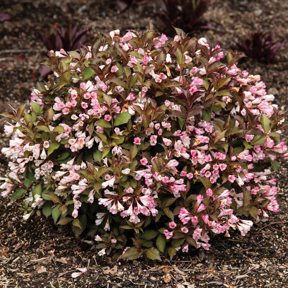 Afterglow™ weigela shrub with pink and white flowers and dark burgundy leaves