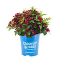 Maroon Swoon® Weigela