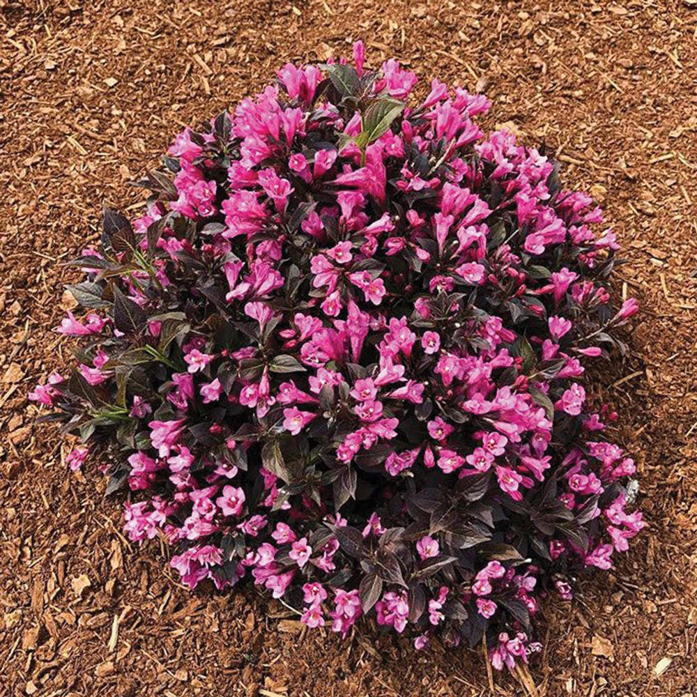 Weigela shrub with dense bright pink blossoms and dark green foliage in mulch