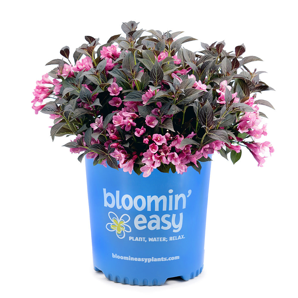 Potted weigela shrub with pink flowers and dark leaves in a blue planter
