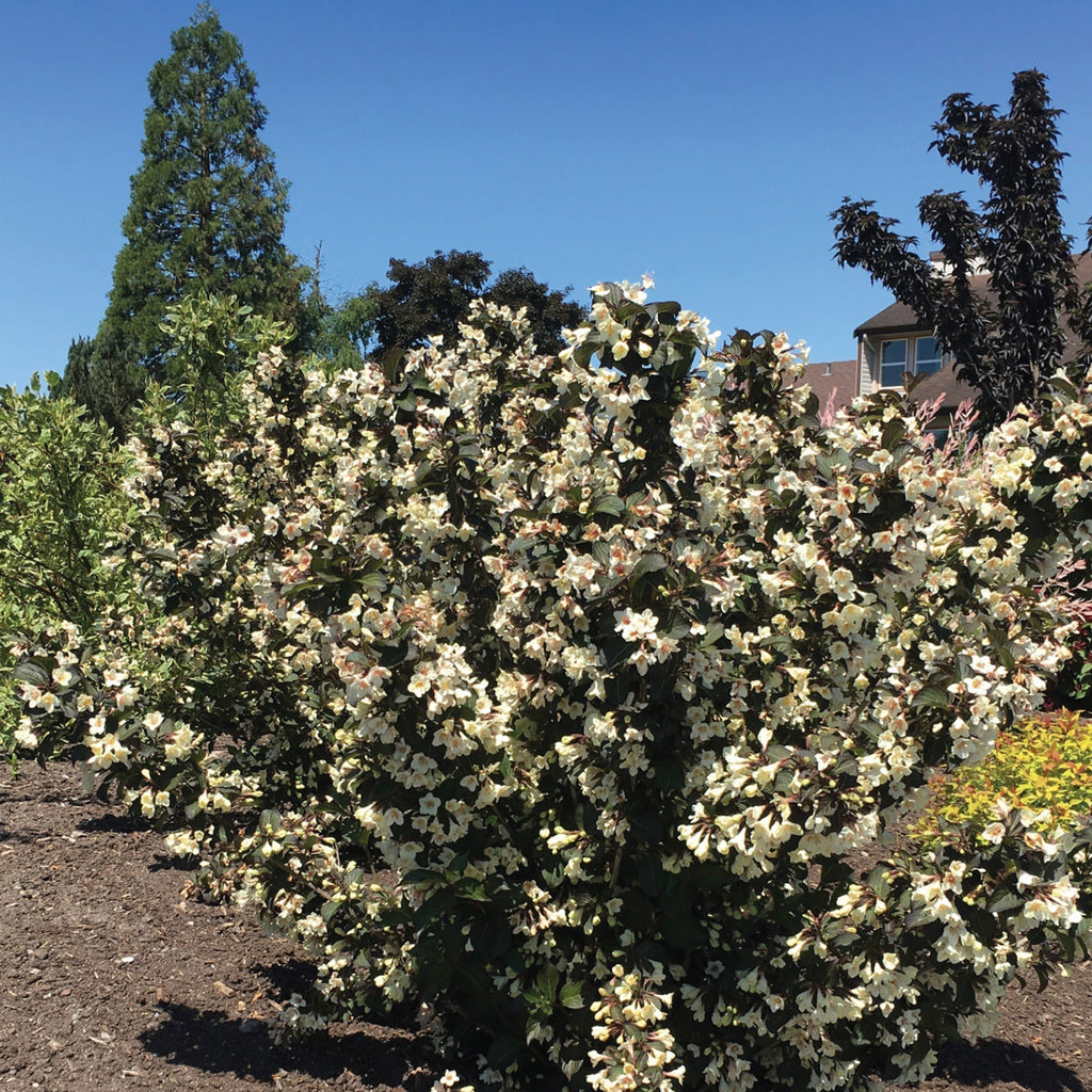Flowering shrub with creamy white blooms and dark leaves, outdoors in ground planting