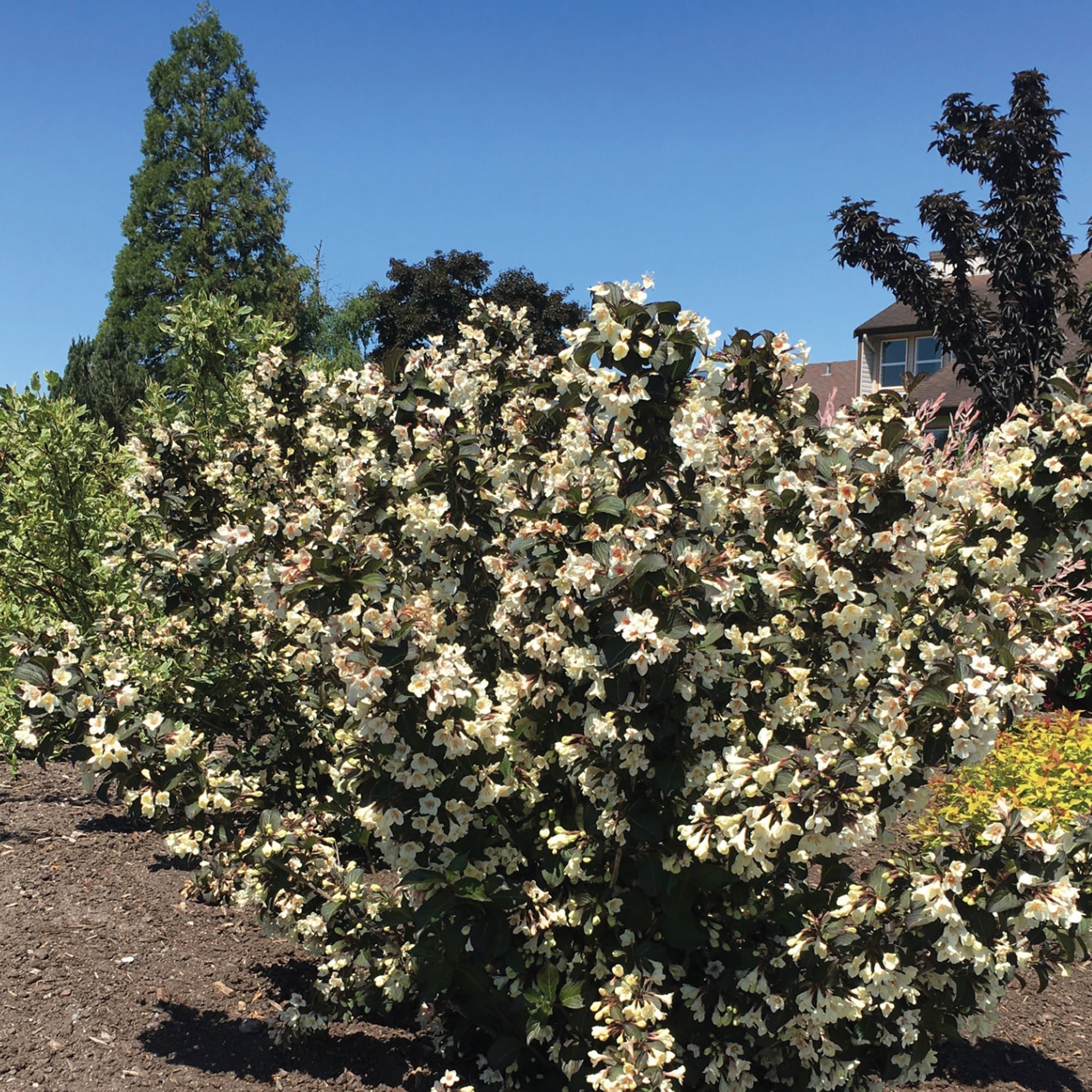 Flowering shrub with creamy white blooms and dark leaves, outdoors in ground planting