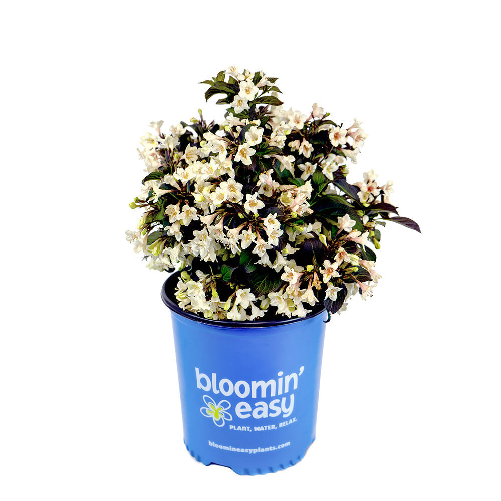 Tuxedo™ Weigela in blue pot with creamy white blooms and dark green leaves