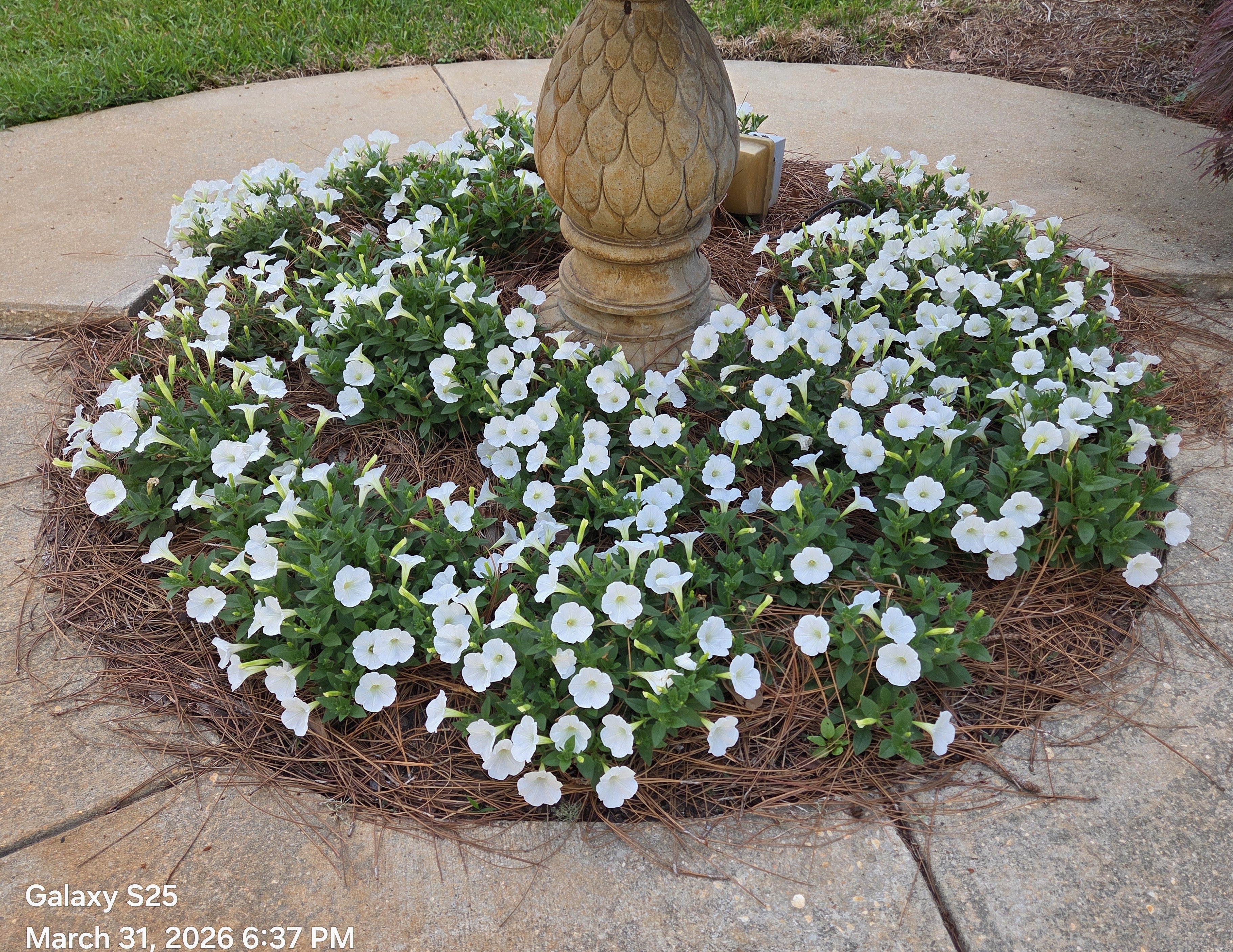 White petunia flower bed in a planter with green foliage and many blooms